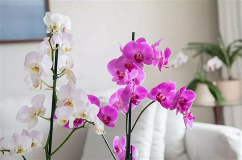 Are Orchids Pet Safe? Exploring the Myths and Realities of Orchids in a Pet-Friendly Home