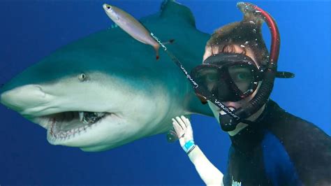 Can You Pet a Shark? And Why Would You Even Want To?