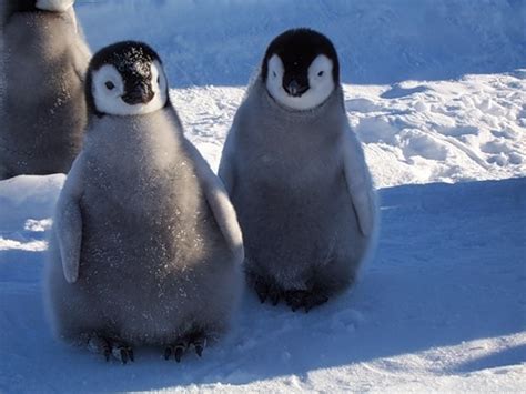 Can You Pet Penguins? Exploring the Fascinating World of Penguin Interactions