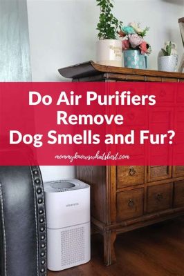 Do Air Purifiers Help with Animal Smells? And Why Do Cats Always Sit on the Cleanest Laundry?