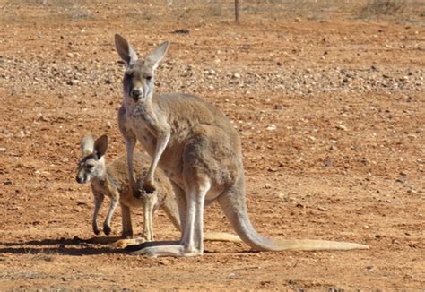 Do I Need Travel Insurance for Australia? Exploring the Unpredictable Nature of Kangaroo Encounters