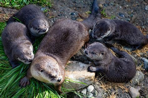 How Much is an Otter Pet: A Dive into the Whimsical World of Aquatic Companionship