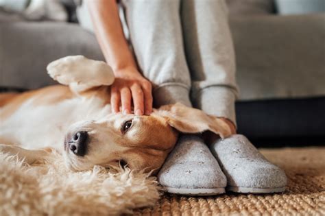 How to Reduce Pet Hair in Home: A Comprehensive Guide to a Fur-Free Living Space