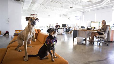 Is Office Depot Pet Friendly? Exploring the Intersection of Pets and Productivity