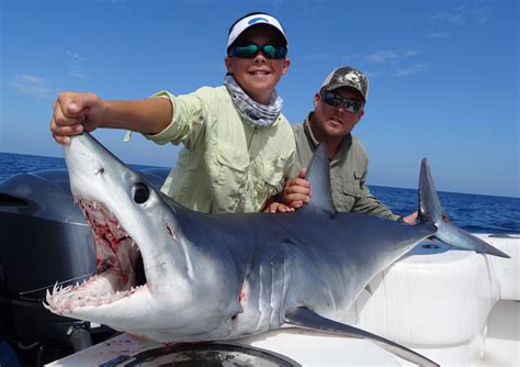 Is Shark Fishing Legal in Florida: A Deep Dive into the Murky Waters of Regulation and Ethics