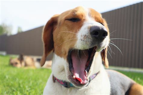 My Dog Yawns When I Pet Him, and It Makes Me Wonder About the Secrets of Canine Communication