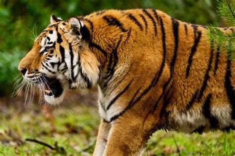 What Animal Eats Tigers? Exploring the Unlikely and the Imaginary