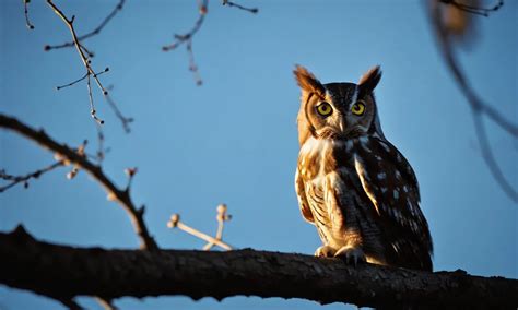 What Animal Screeches at Night: A Symphony of the Nocturnal World