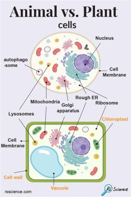 What Do Both Plant and Animal Cells Have? Exploring the Shared and Unique Features of Life's Building Blocks