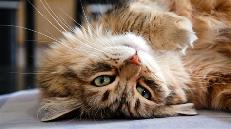 Why Do Cats Extend Their Claws When You Pet Them, and Why Do They Dream of Flying Mice?